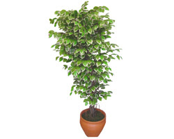 Ficus zel Starlight 1,75 cm   Bursa online ieki 