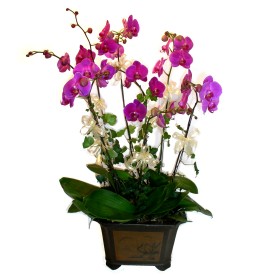  Bursa online ieki  4 adet orkide iegi