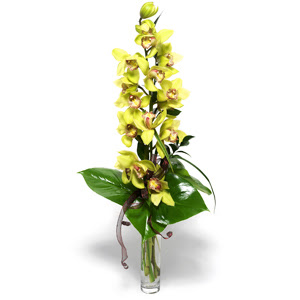  Bursa iek ieki  cam vazo ierisinde tek dal canli orkide