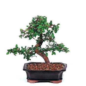 ithal bonsai saksi iegi  Bursa iek siparii 