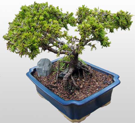 ithal bonsai saksi iegi  Bursaya iek siparii 