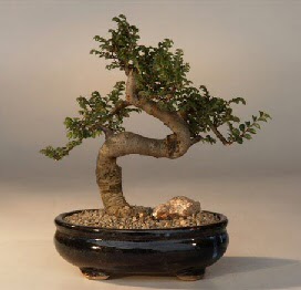 ithal bonsai saksi iegi  Bursa iek gnder 