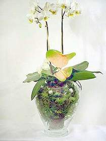  bursa iekiler iek sat  Cam yada mika vazoda zel orkideler