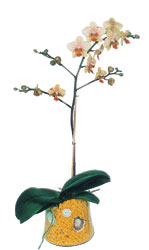  Bursa iek yolla   Phalaenopsis Orkide ithal kalite