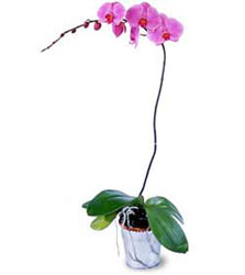  Bursa iek gnder  Orkide ithal kaliteli orkide 