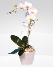 1 dall orkide saks iei  iekiler bursa 