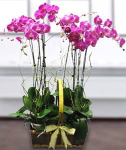 4 dall mor orkide  Bursaya iek siparii vermek 