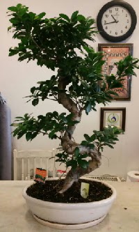 100 cm yksekliinde dev bonsai japon aac  Bursa iek ieki 