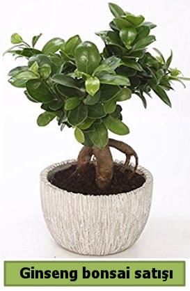 Ginseng bonsai japon aac sat  Bursaya iek yolla 