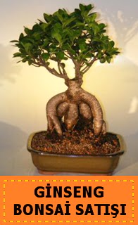 Ginseng bonsai sat japon aac  Bursa online ieki 