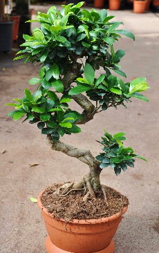 Orta boy bonsai saks bitkisi  Bursa iek ieki 