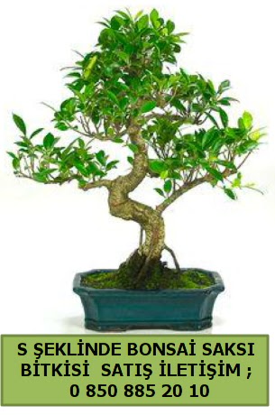 thal S eklinde dal erilii bonsai sat  online bursa iek siparii  