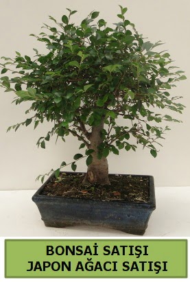 Minyatr bonsai japon aac sat  Bursa cicekci bursaya iek yolla 