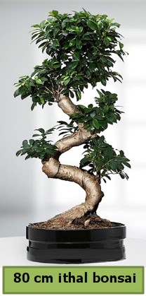 80 cm zel saksda bonsai bitkisi  Bursaya iek yolla 