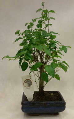 Minyatr bonsai japon aac sat  Bursaya iek yolla 