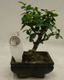 Kk minyatr bonsai japon aac  online bursa iek siparii  