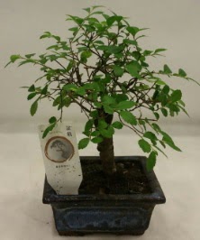 Minyatr ithal japon aac bonsai bitkisi  bursa iekiler iek sat 