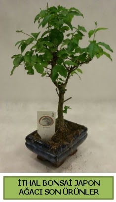 thal bonsai japon aac bitkisi  Bursadaki iekiler 