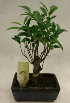 Japon aac bonsai bitkisi sat  Bursaya iek yolla 