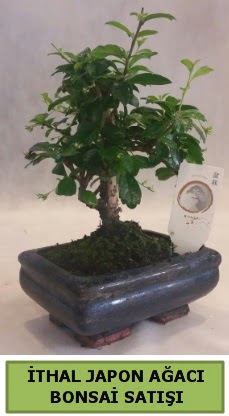 thal japon aac bonsai bitkisi sat  Bursaya iek yolla 