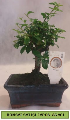 Minyatr bonsai aac sat  online bursa iek siparii  