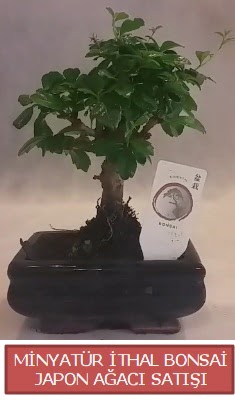 Kk grsel bonsai japon aac bitkisi  Bursa iek gnderimi 