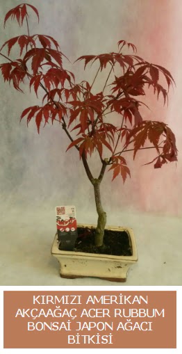 Amerikan akaaa Acer Rubrum bonsai  Bursa iek yollama iek sat 