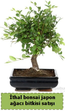thal bonsai saks iei Japon aac sat  Bursa iek ieki 