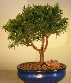 Servi am bonsai japon aac bitkisi  iek yolla bursa 