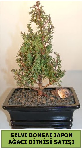 Selvi am japon aac bitkisi bonsai  Bursaya iek yolla 