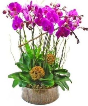 Ahap ktkte lila mor orkide 8 li  Bursadaki iekiler 