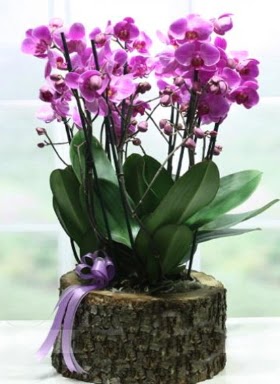 Ktk ierisinde 6 dall mor orkide  Bursadaki ieki firmalar 