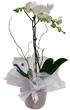 Tek dall beyaz orkide  Bursa online ieki 
