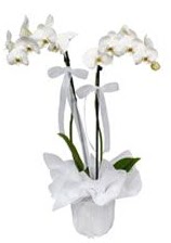 2 dall beyaz orkide  Bursaya iek siparii vermek 