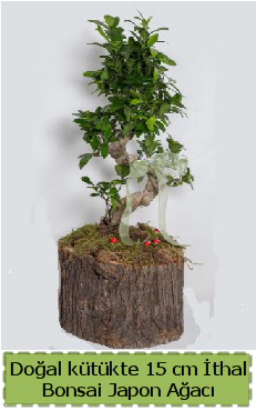 Doal ktkte thal bonsai japon aac  online bursa iek siparii  