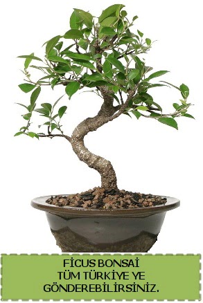 Ficus bonsai  Bursa cicekci bursaya iek yolla 