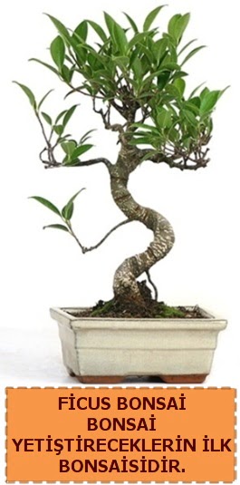 Ficus bonsai 15 ile 25 cm arasndadr  iek yolla bursa 