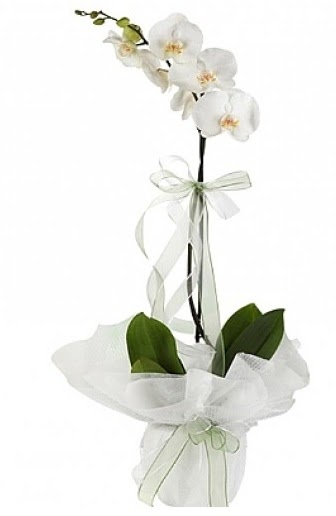 Tekli Beyaz Orkide  ieki Bursa 