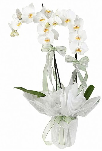 ift Dall Beyaz Orkide  Bursa iek ucuz iek gnder 