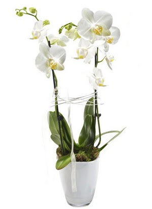 2 dall beyaz seramik beyaz orkide sakss  Bursa cicekci bursaya iek yolla 