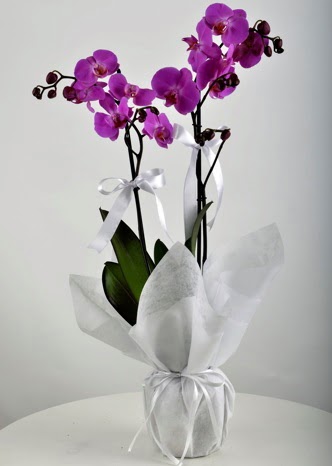ift dall saksda mor orkide iei  Bursa iek siparii 