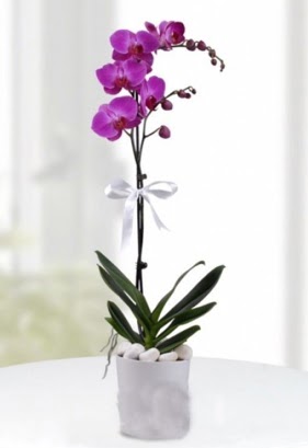 Tek dall saksda mor orkide iei  Bursa iek yolla iek , ieki , iekilik 