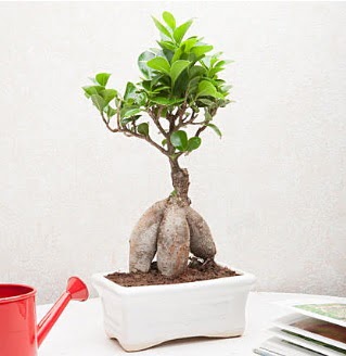 Exotic Ficus Bonsai ginseng  Bursa online iek siparii 