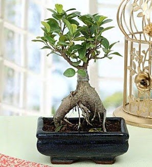 Appealing Ficus Ginseng Bonsai  Bursa iek ucuz iek gnder 