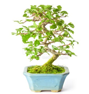 S zerkova bonsai ksa sreliine  Bursa iek ieki 