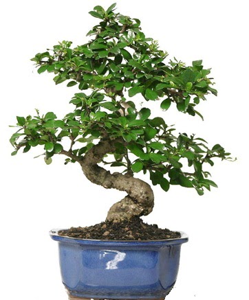 21 ile 25 cm aras zel S bonsai japon aac  Bursaya iek yolla 