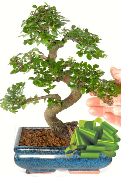 Yaklak 25 cm boyutlarnda S bonsai  Bursa iekisi hediye iek yolla 