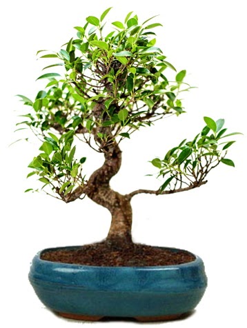 25 cm ile 30 cm aralnda Ficus S bonsai  Bursa cicekci bursaya iek yolla 