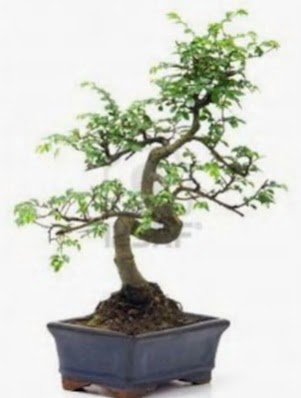 S gvde bonsai minyatr aa japon aac  bursa iekiler iek sat 