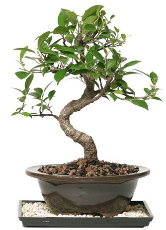 Altn kalite Ficus S bonsai  Bursaya iek yolla  Sper Kalite